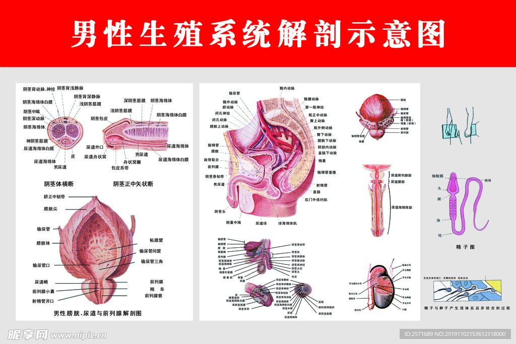 男科挂图