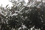 被雪盖着的树叶