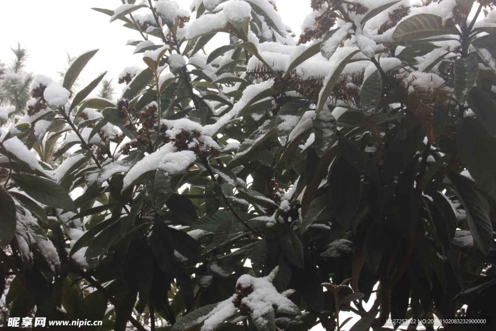 被雪盖着的树叶