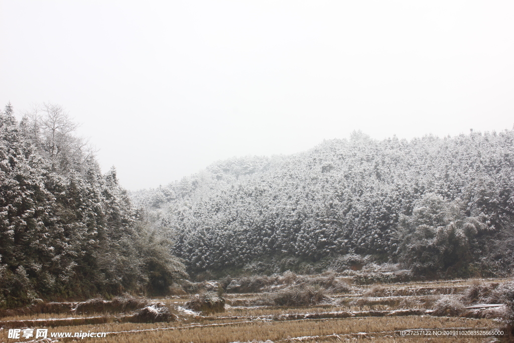 白雪皑皑的山林