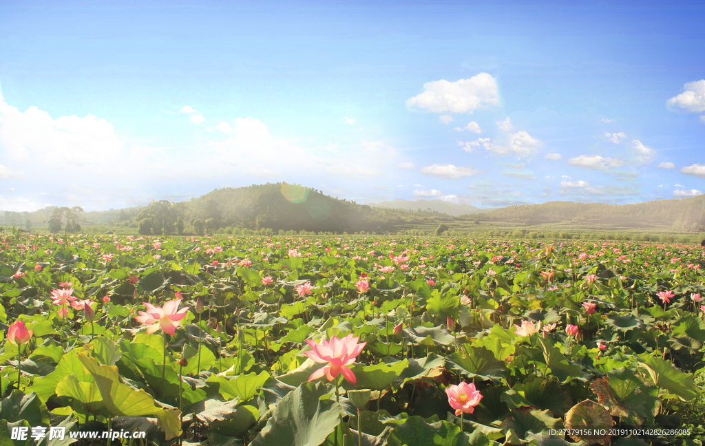 莲田美景