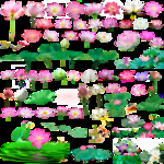 荷花