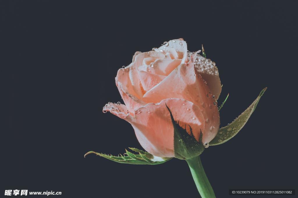 粉色玫瑰花