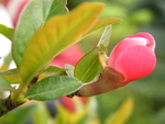 石榴花