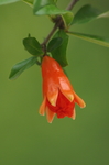 石榴花