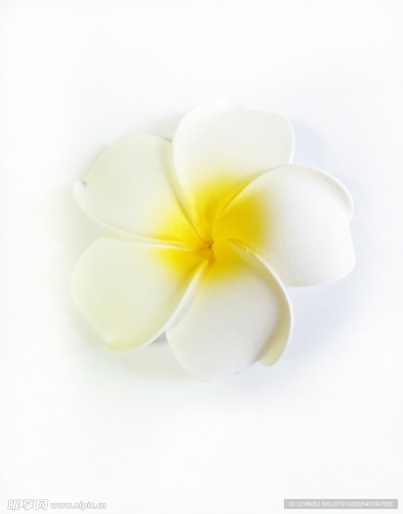 鸡蛋花