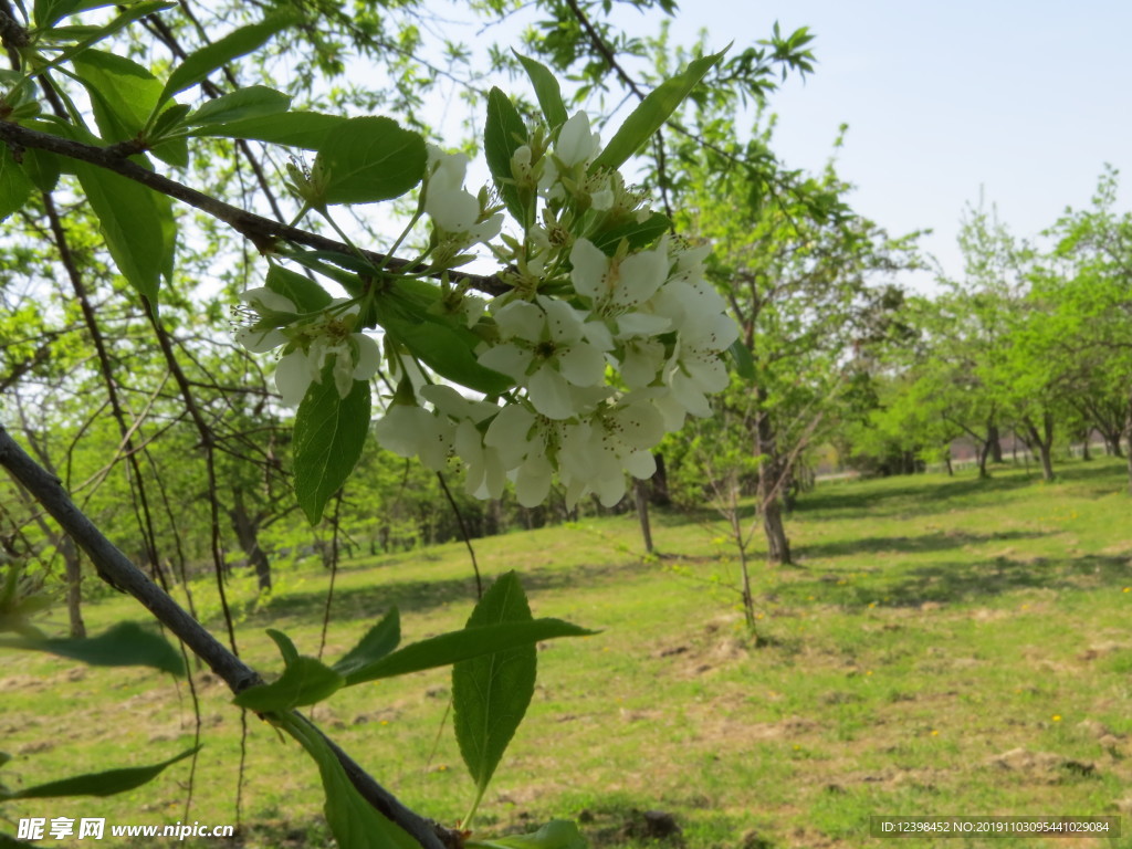 李子花