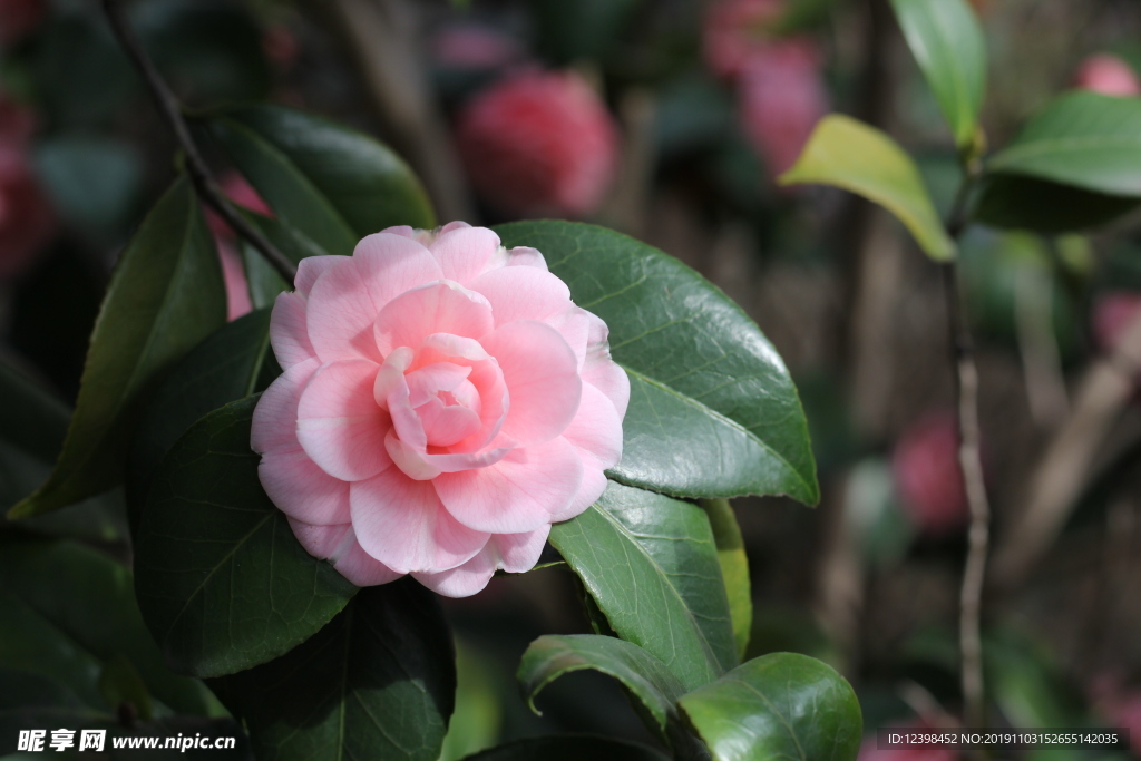 粉色山茶花