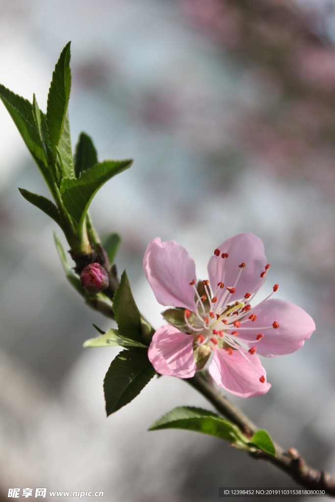 漂亮的桃花