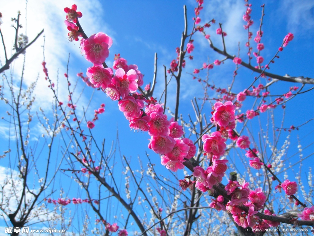 漂亮的桃花