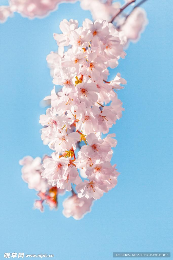 美丽的樱花