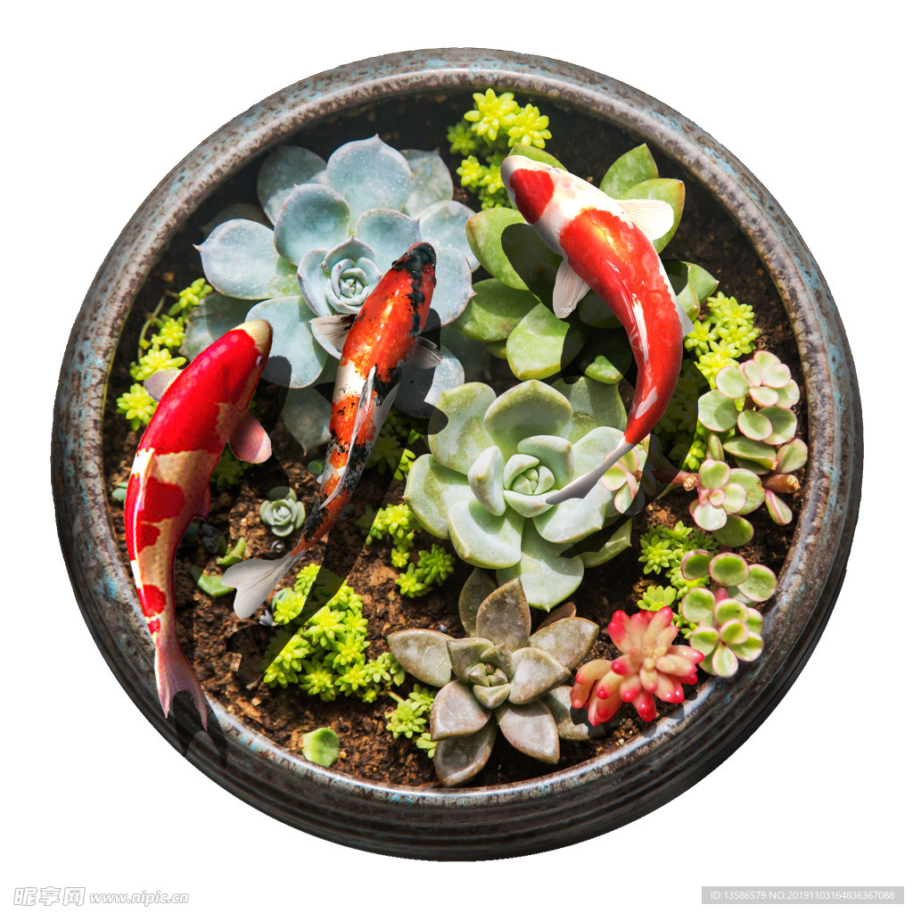 3D画鱼盘子多肉植物