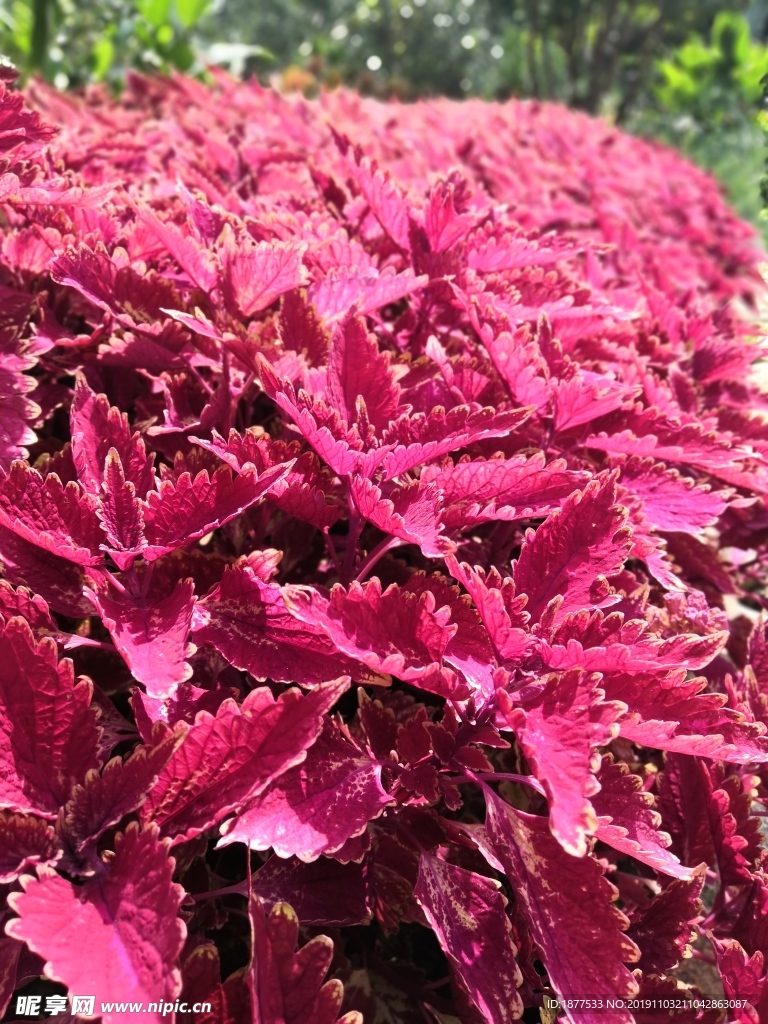 红色的树叶花