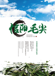 信阳毛尖