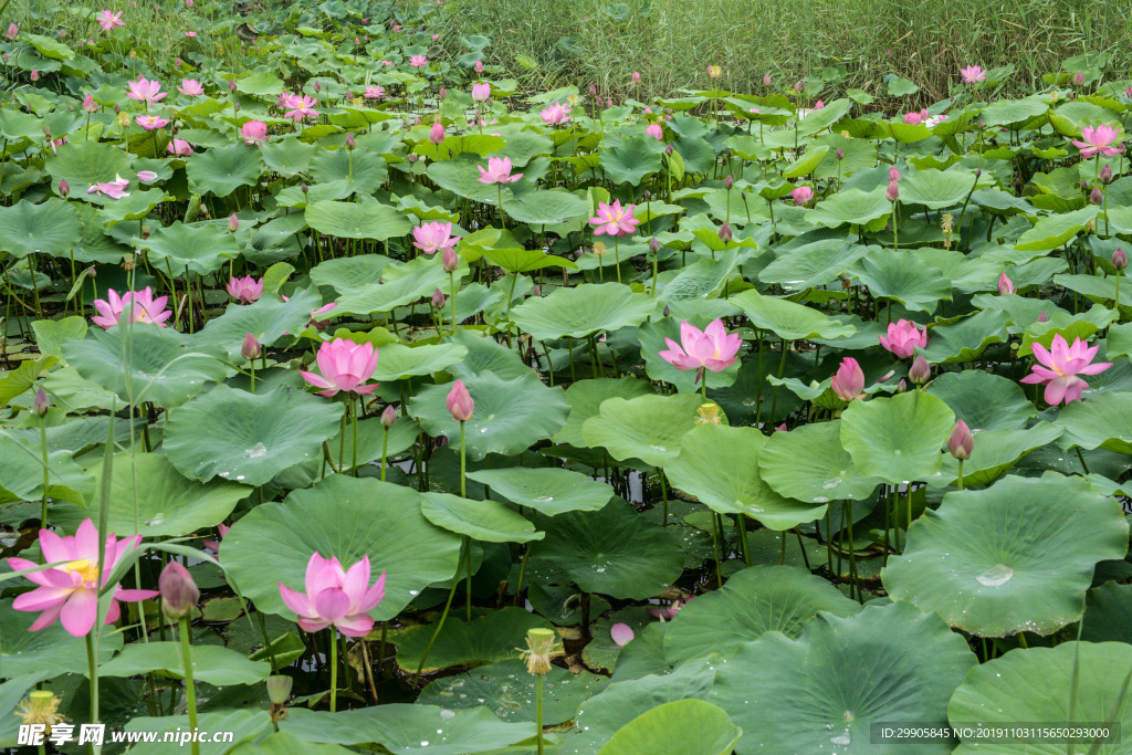 荷花