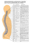 脊椎分解图