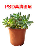 多肉