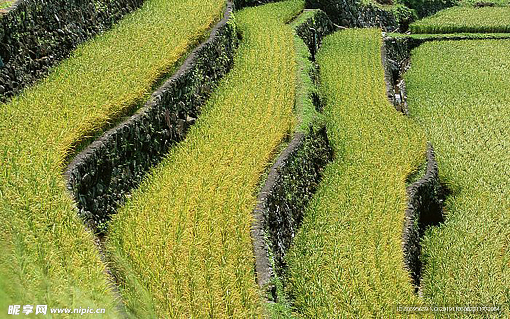 田园风景