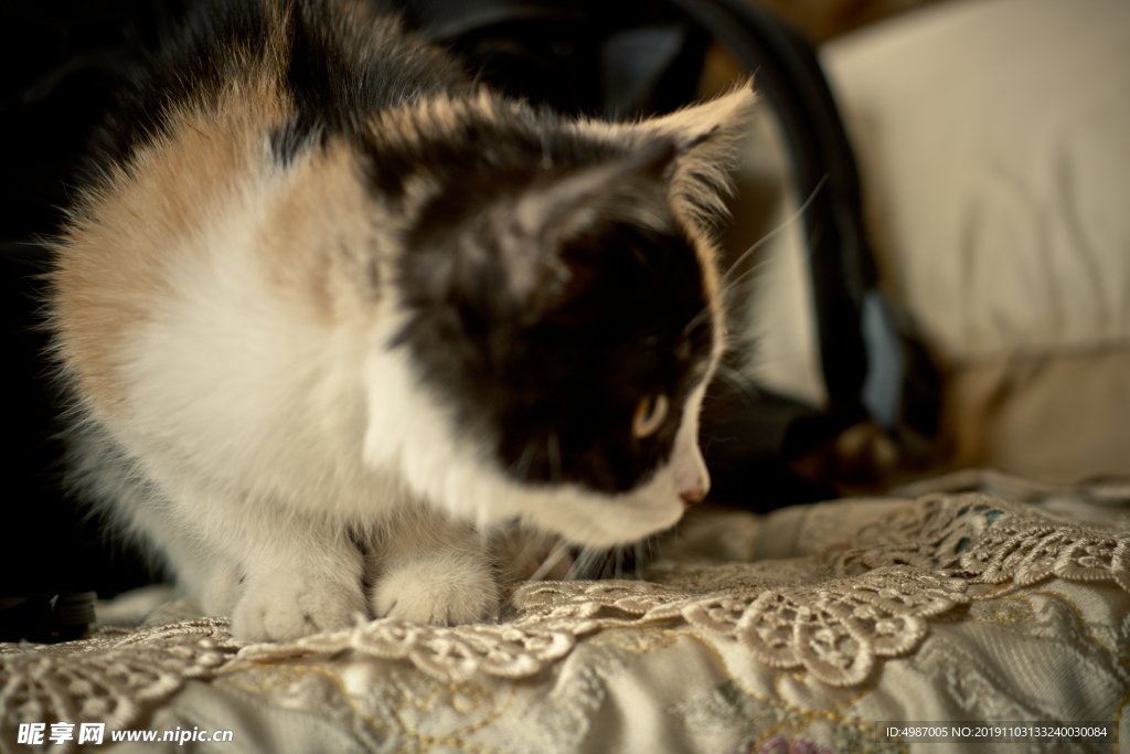 猫