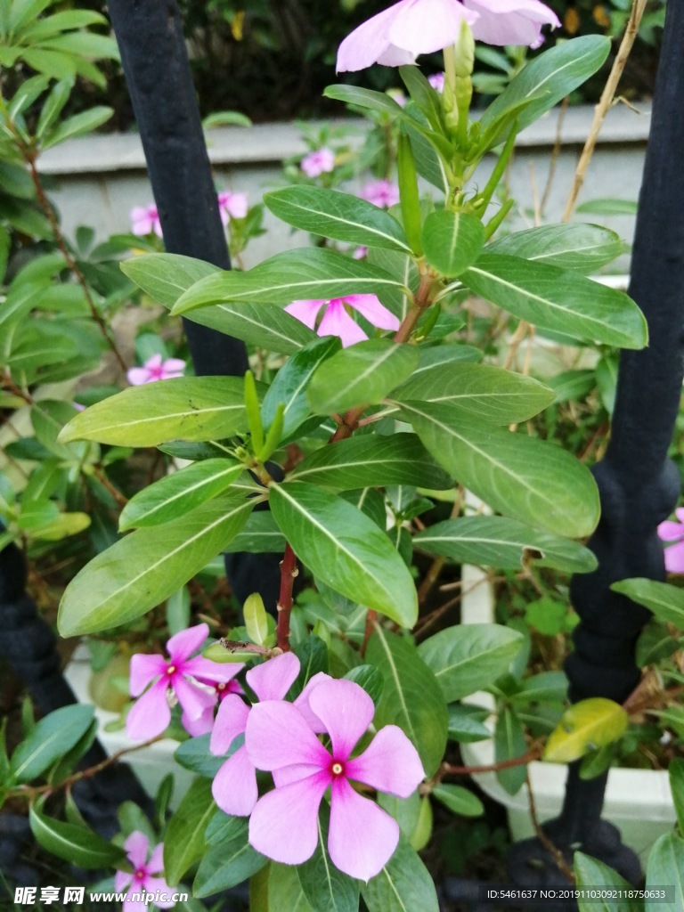 长春花  花