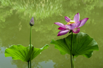 荷花