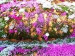 花海