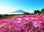 花海