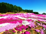 花海