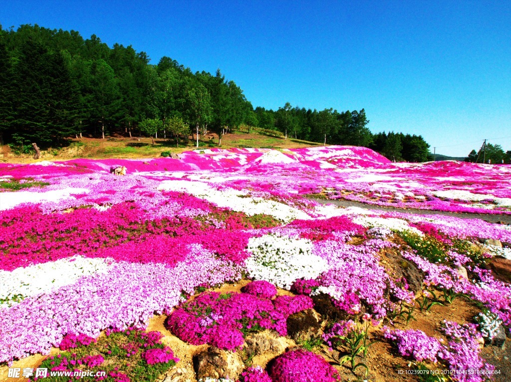 花海