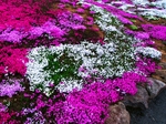 花海