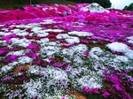 花海