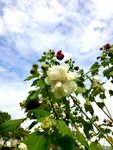 木芙蓉