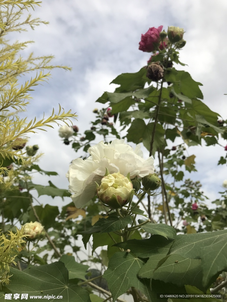木芙蓉
