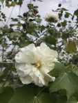 木芙蓉