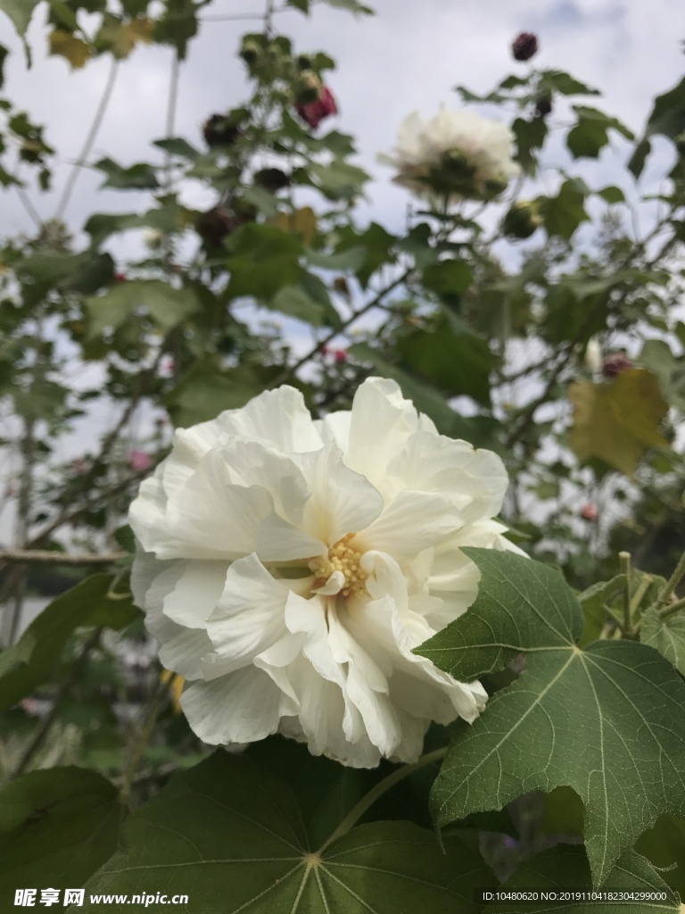 木芙蓉