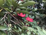 琴叶珊瑚花