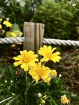 黄金菊
