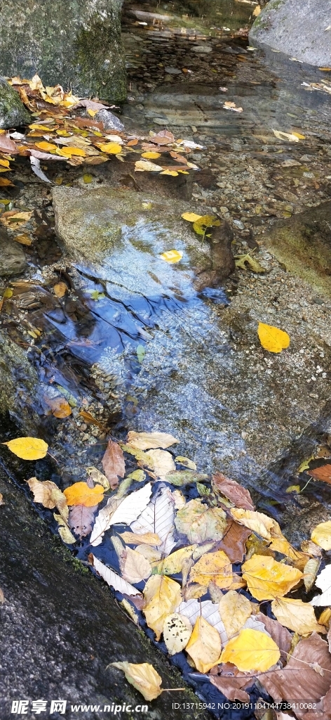 风景 落叶 水石