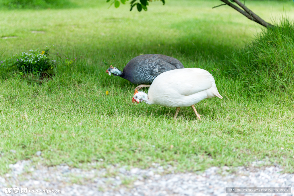 野生动物 山鸡 野鸡