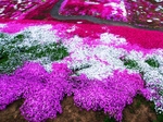 花海