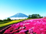 花海