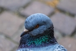 鸽子
