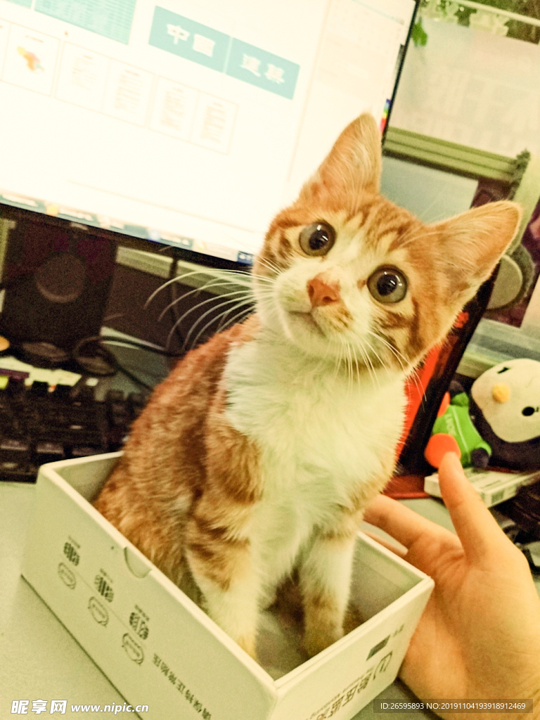 中华田园猫橘猫