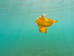 海洋