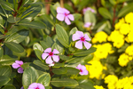 小花