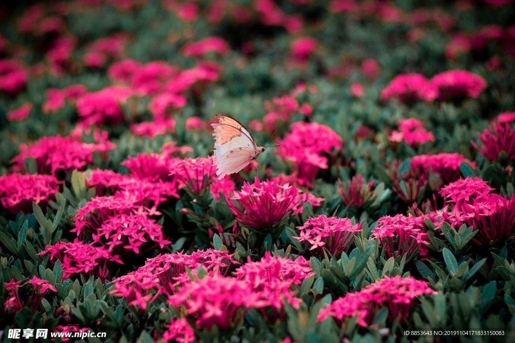 花海