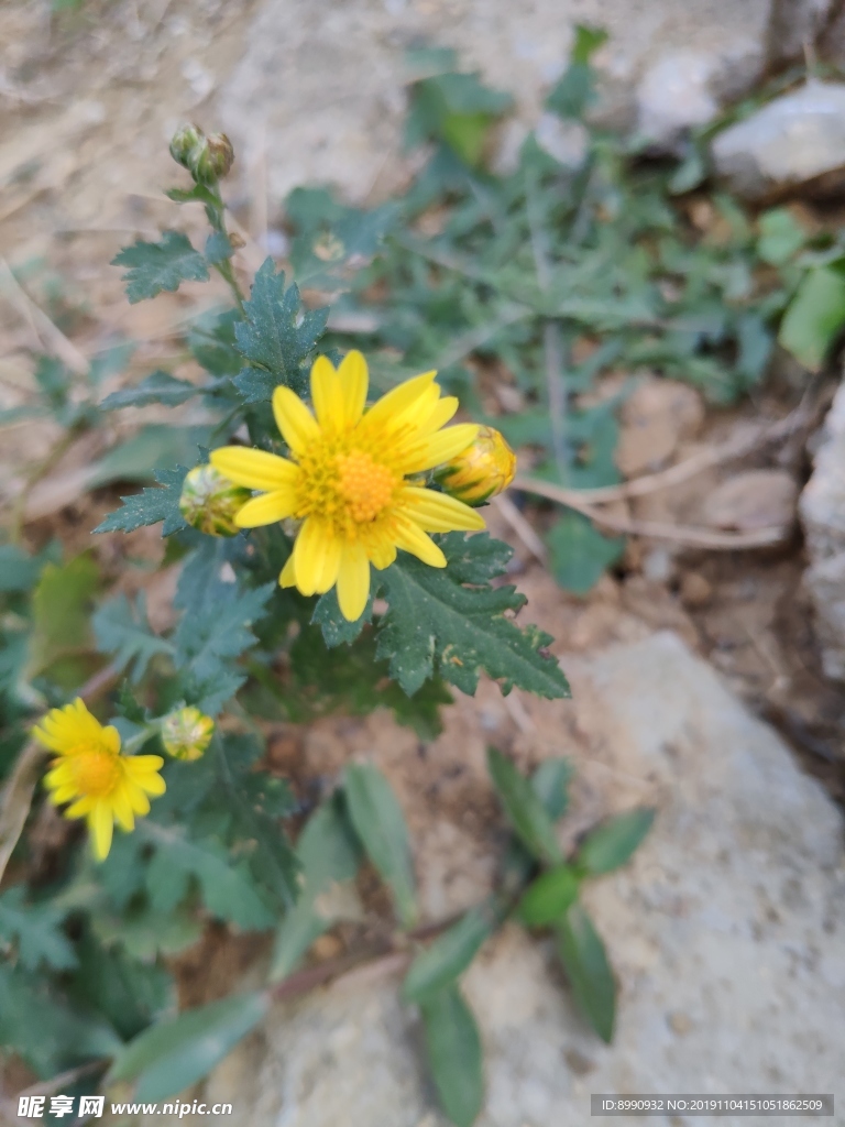 菊花