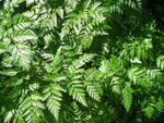 蕨 凤尾蕨 井栏草 小叶凤尾草