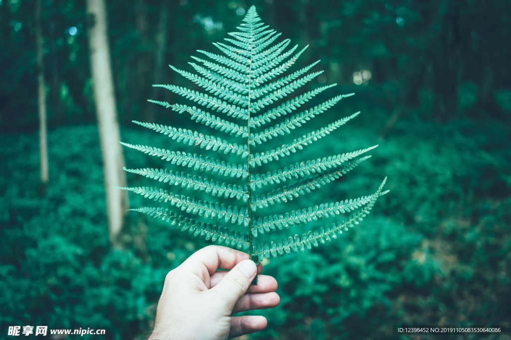 蕨类植物