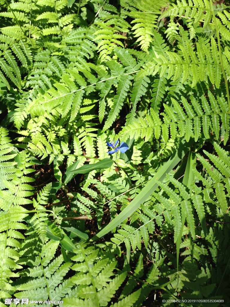 蕨类植物